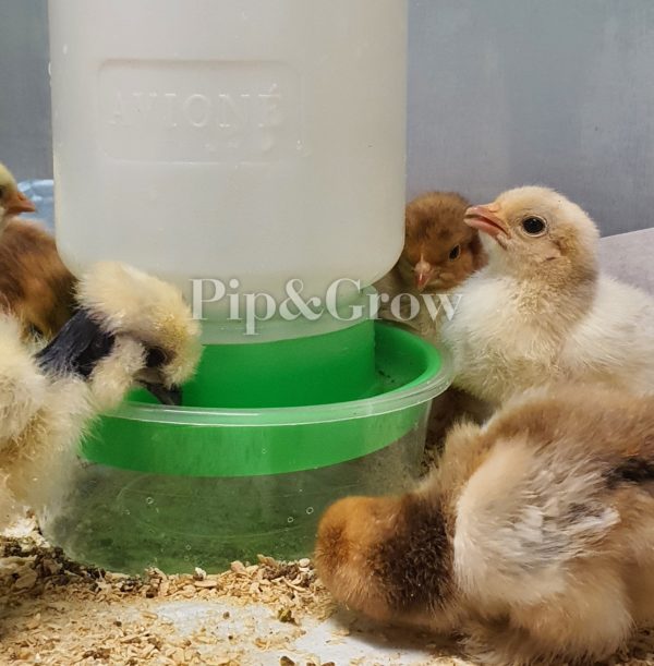 Chick Waterer - Image 2