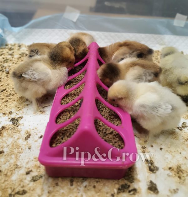 Chick Feeder - Image 2