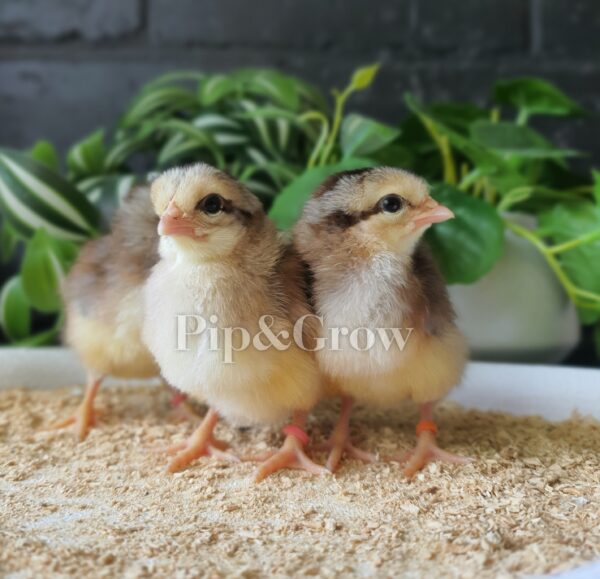 *ORDER CLOSED* Welsummer Fertile Egg (each) - Image 3