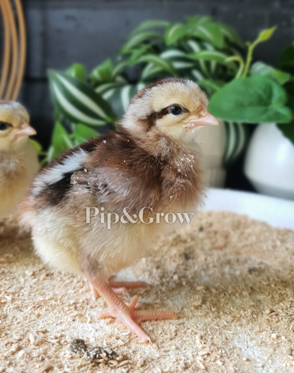 *ORDER CLOSED* Welsummer Fertile Egg (each) - Image 19