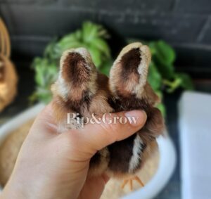 Silver Duckwing Welsummer Sexing Tips - Pip & Grow