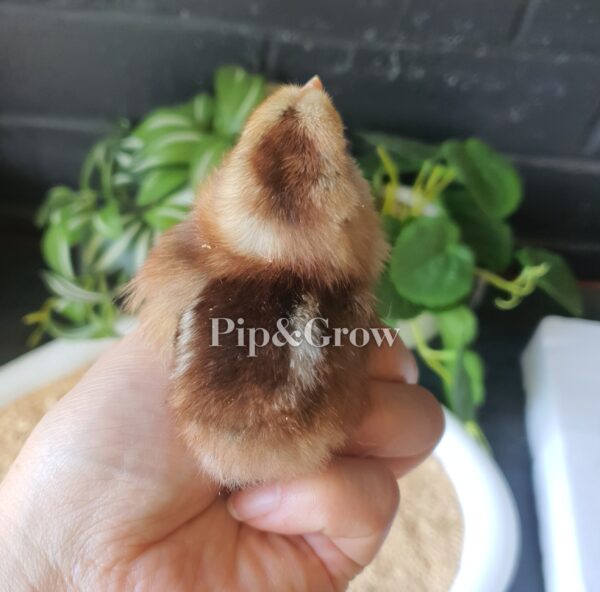 *ORDER CLOSED* Welsummer Fertile Egg (each) - Image 23