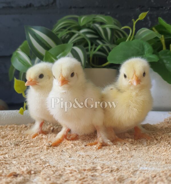 Pekin Black & Blue Mottled Fertile egg (each) - Image 3