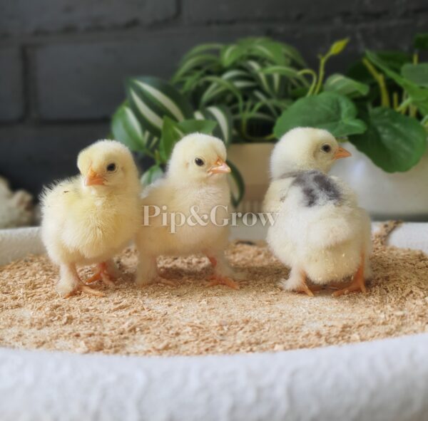 Pekin Black & Blue Mottled Fertile egg (each) - Image 26
