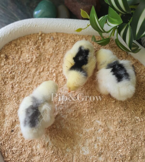 Pekin Black & Blue Mottled Fertile egg (each) - Image 4