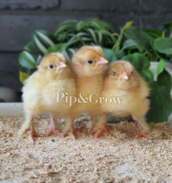 *ORDER CLOSED* Splash Partridge Brahma Fertile Egg (each) - Image 2