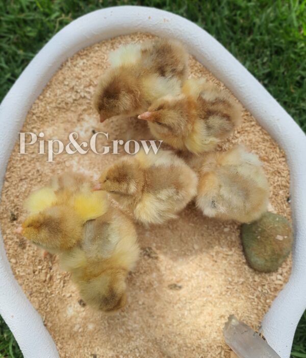 *ORDER CLOSED* Splash Partridge Brahma Fertile Egg (each) - Image 9