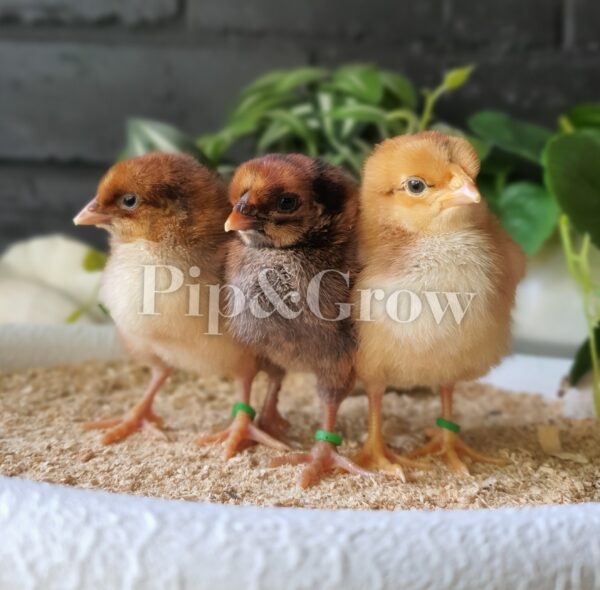 Wyandotte Fertile Egg (each) - Image 4