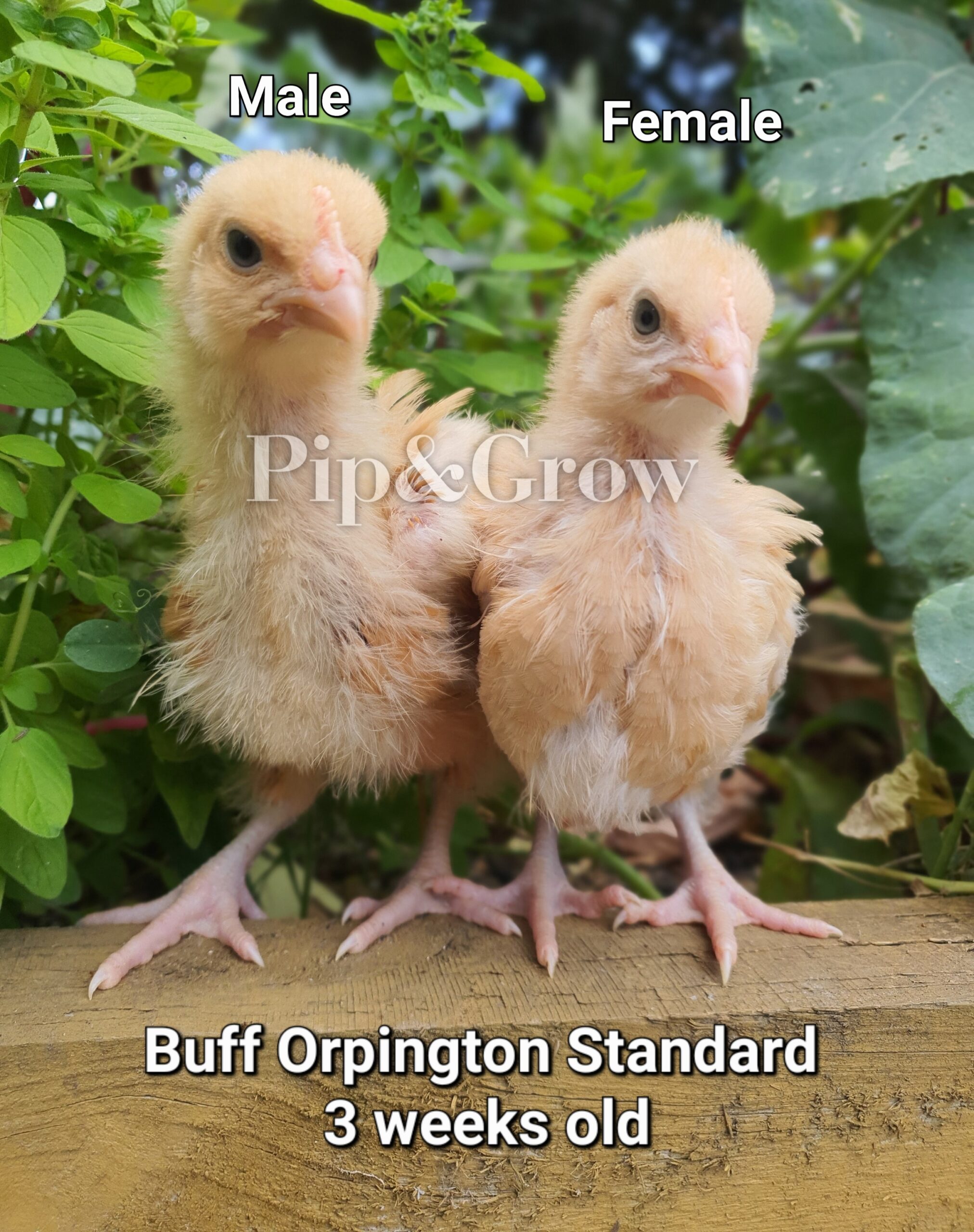 Buff Orpington Sexing Tips Pip Grow Buff Orpington Sexing Tips Pip Grow