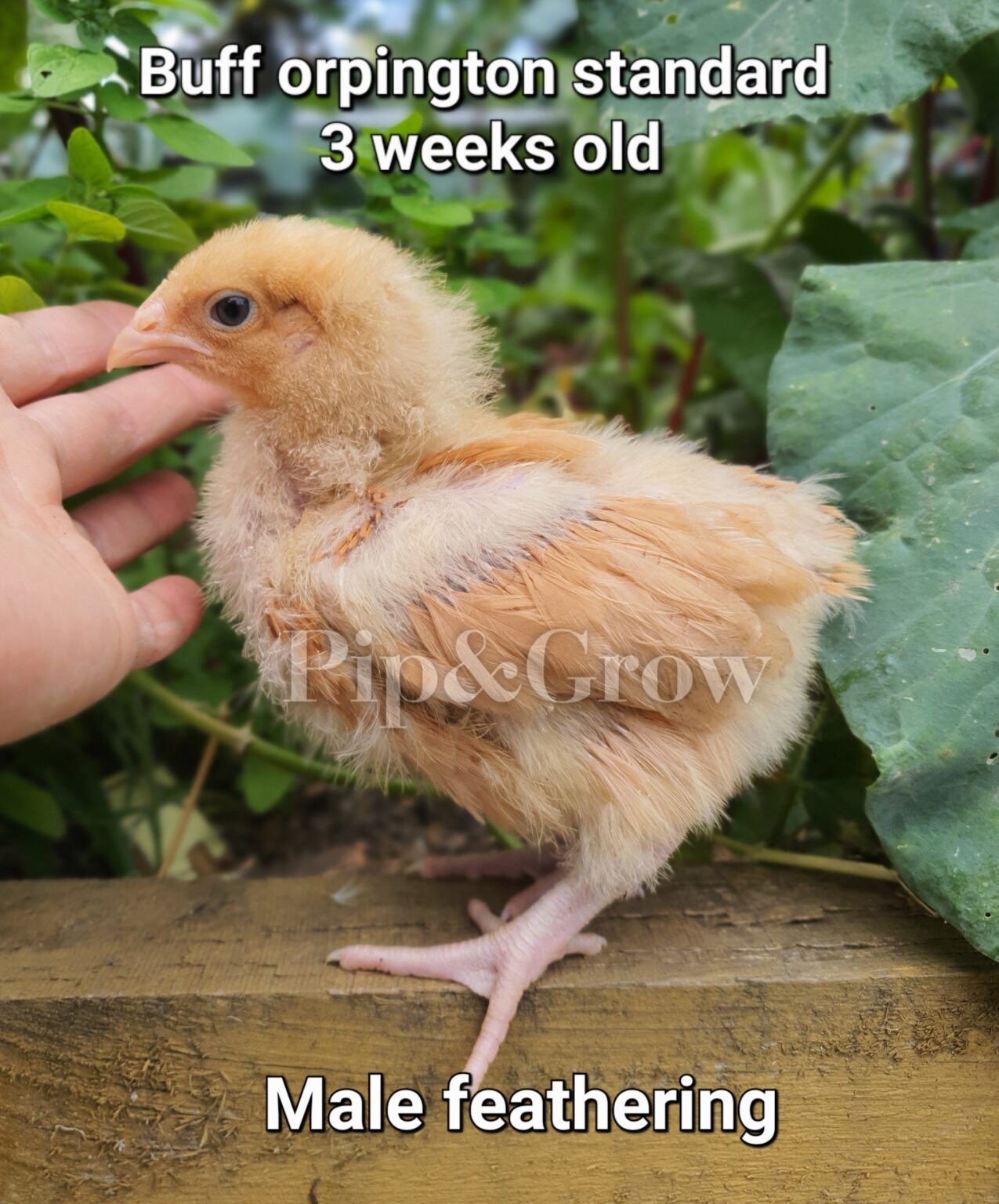 Buff Orpington Sexing Tips - Pip & Grow