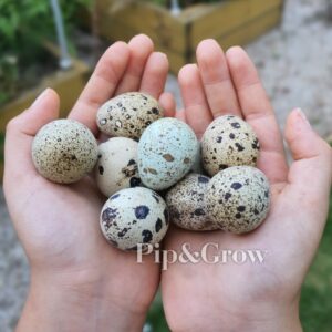 Japanese Quail Fertile Eggs (Dozen)