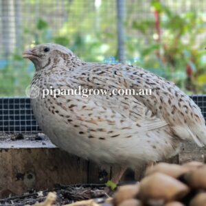 Japanese Quail Fertile Eggs (Dozen)