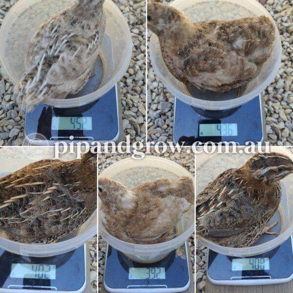 Japanese Quail Chicks - Image 15