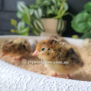 Japanese Quail Chicks