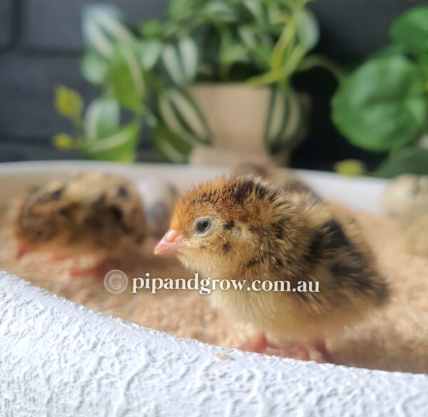 Japanese Quail Chicks