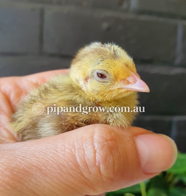 Japanese Quail Chicks - Image 16