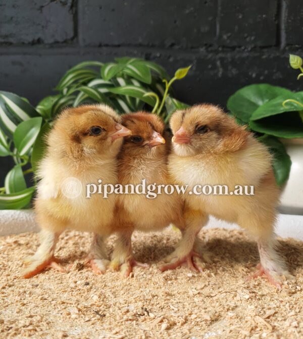 Gold & Blue Partridge Brahma Fertile Egg (each) - Image 2