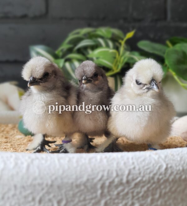 Silkie & Showgirl- Blue, Splash & Black Fertile Egg (each) - Image 4
