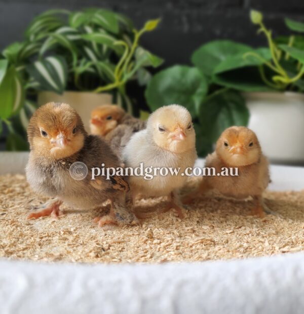 Belgian D'uccle Fertile egg (each) - Image 3