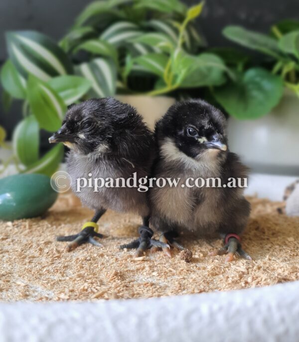 Sumatra Fertile Egg (each) - Image 3