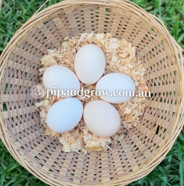 Sumatra Fertile Egg (each) - Image 2