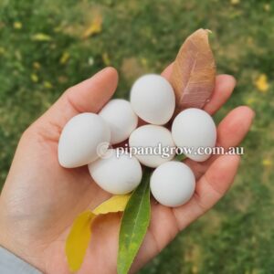 Bob White Quail Fertile Eggs (Dozen)