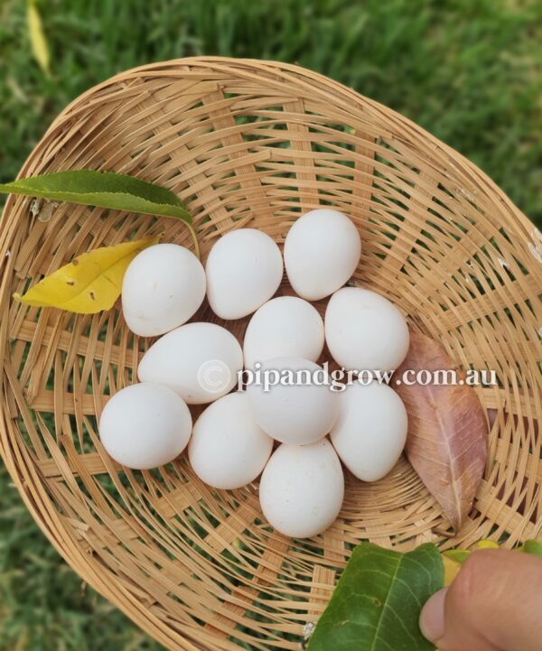 *17/01/26 Batch* BobWhite Quail Chicks - Image 10