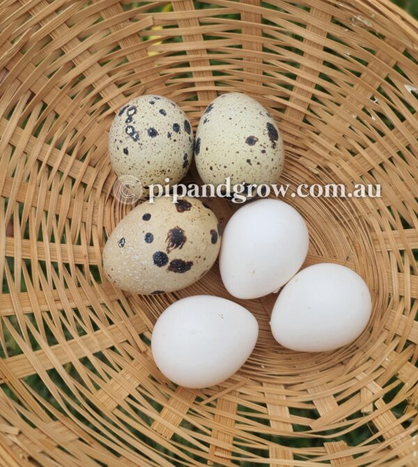 Bob White Quail Fertile Eggs (Dozen) - Image 17