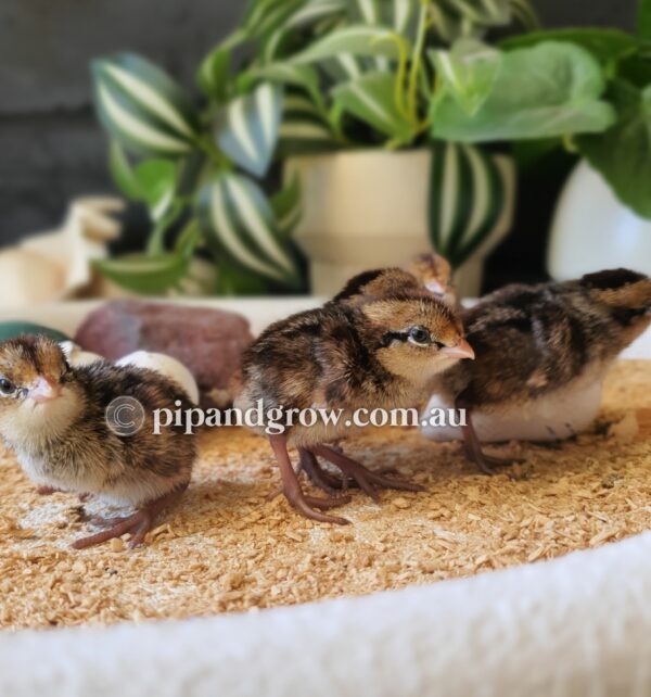 Bob White Quail Fertile Eggs (Dozen) - Image 9