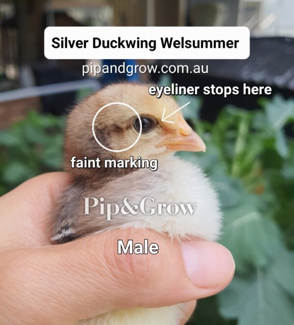 Silver Duckwing Welsummer Fertile Egg (each) - Image 18