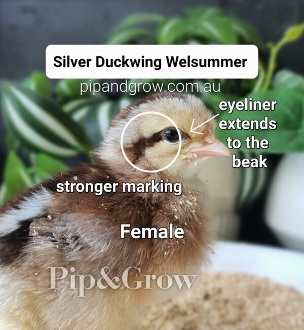Silver Duckwing Welsummer Fertile Egg (each) - Image 17