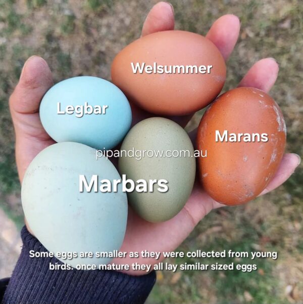 Marbar Fertile egg (each) - Image 2