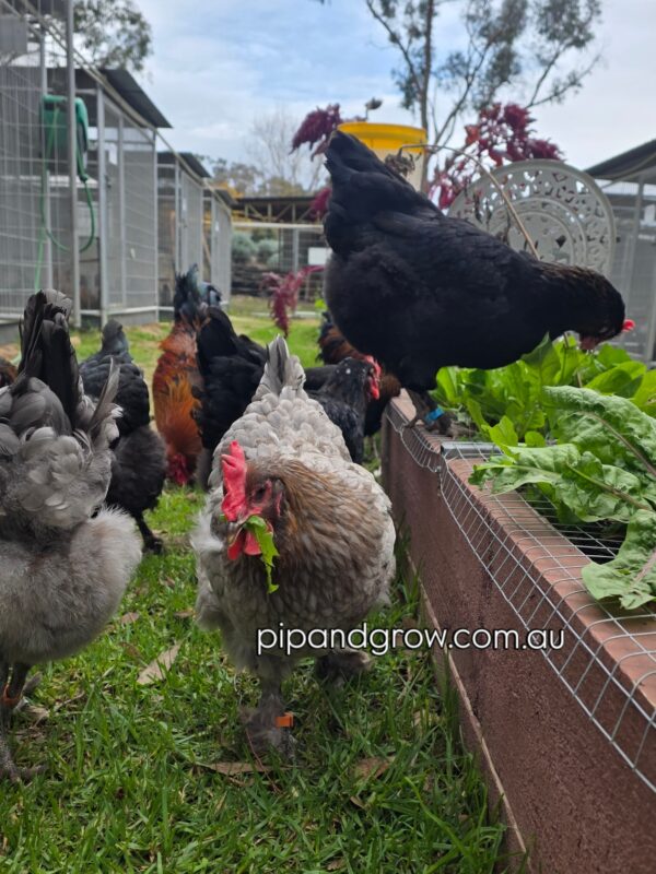 Copper Marans Fertile egg (each) - Image 8