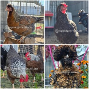 Farmyard & Easter Egger (each)