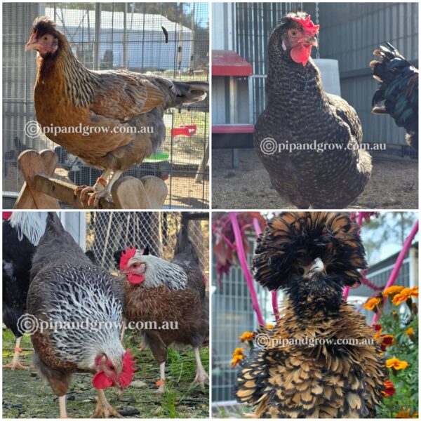 Farmyard & Easter Egger (each)