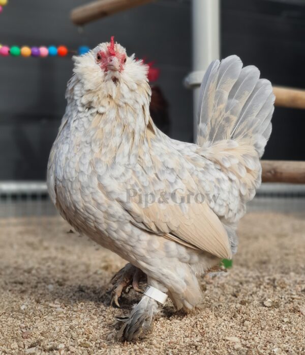 Belgian D'uccle Fertile egg (each) - Image 9