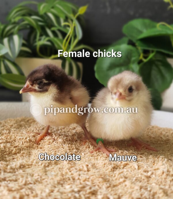 Mauve & Chocolate Bantam Orpington Fertile egg (each) - Image 3