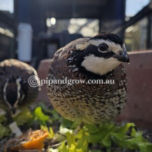 Bob White Quail Fertile Eggs (Dozen)