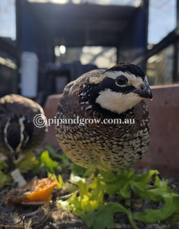 Bob White Quail Fertile Eggs (Dozen) - Image 11