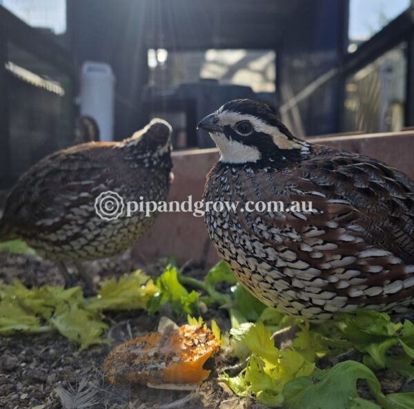 Bob White Quail Fertile Eggs (Dozen) - Image 13