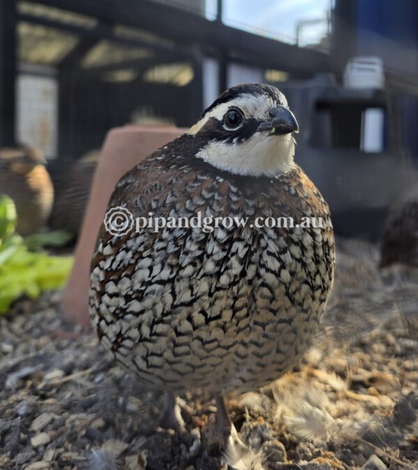 Bob White Quail Fertile Eggs (Dozen) - Image 14