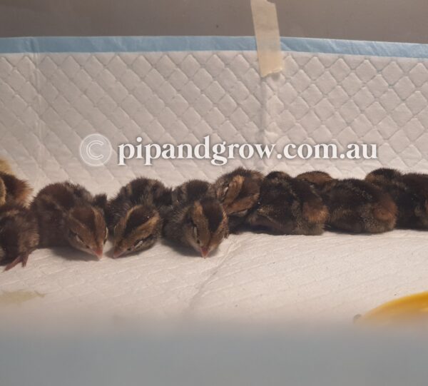 Bob White Quail Fertile Eggs (Dozen) - Image 8