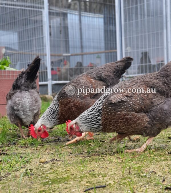 Silver Duckwing Welsummer Fertile Egg (each) - Image 7