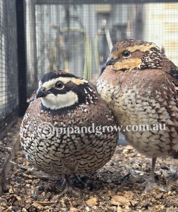 Bob White Quail Fertile Eggs (Dozen) - Image 6