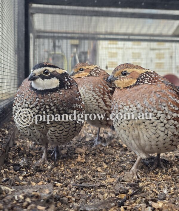 Bob White Quail Fertile Eggs (Dozen) - Image 16