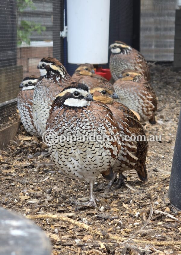 Bob White Quail Fertile Eggs (Dozen) - Image 5