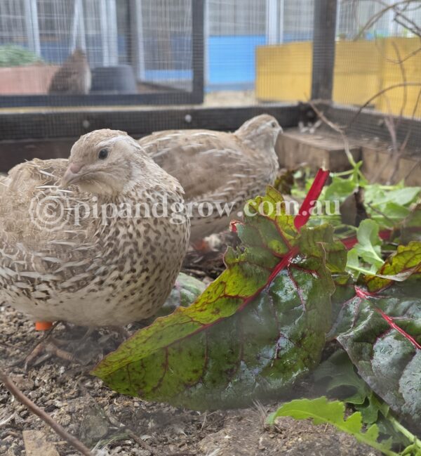 Japanese Quail Fertile Eggs (Dozen) - Image 15