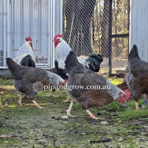 Silver Duckwing Welsummer Fertile Egg (each) - Image 12