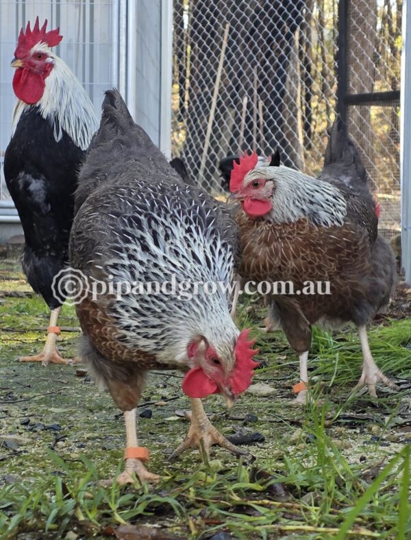Silver Duckwing Welsummer Fertile Egg (each) - Image 14