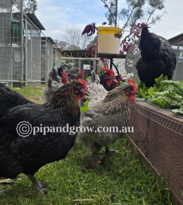 Copper Marans Fertile egg (each) - Image 11